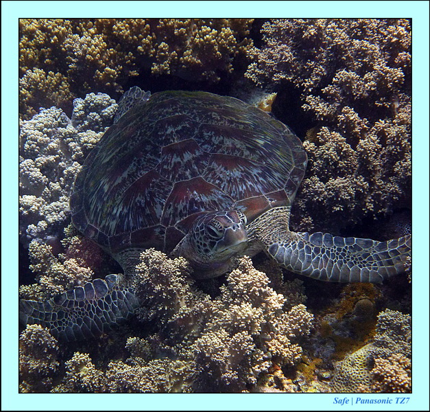 2012 - 07 - Apoh Island 85